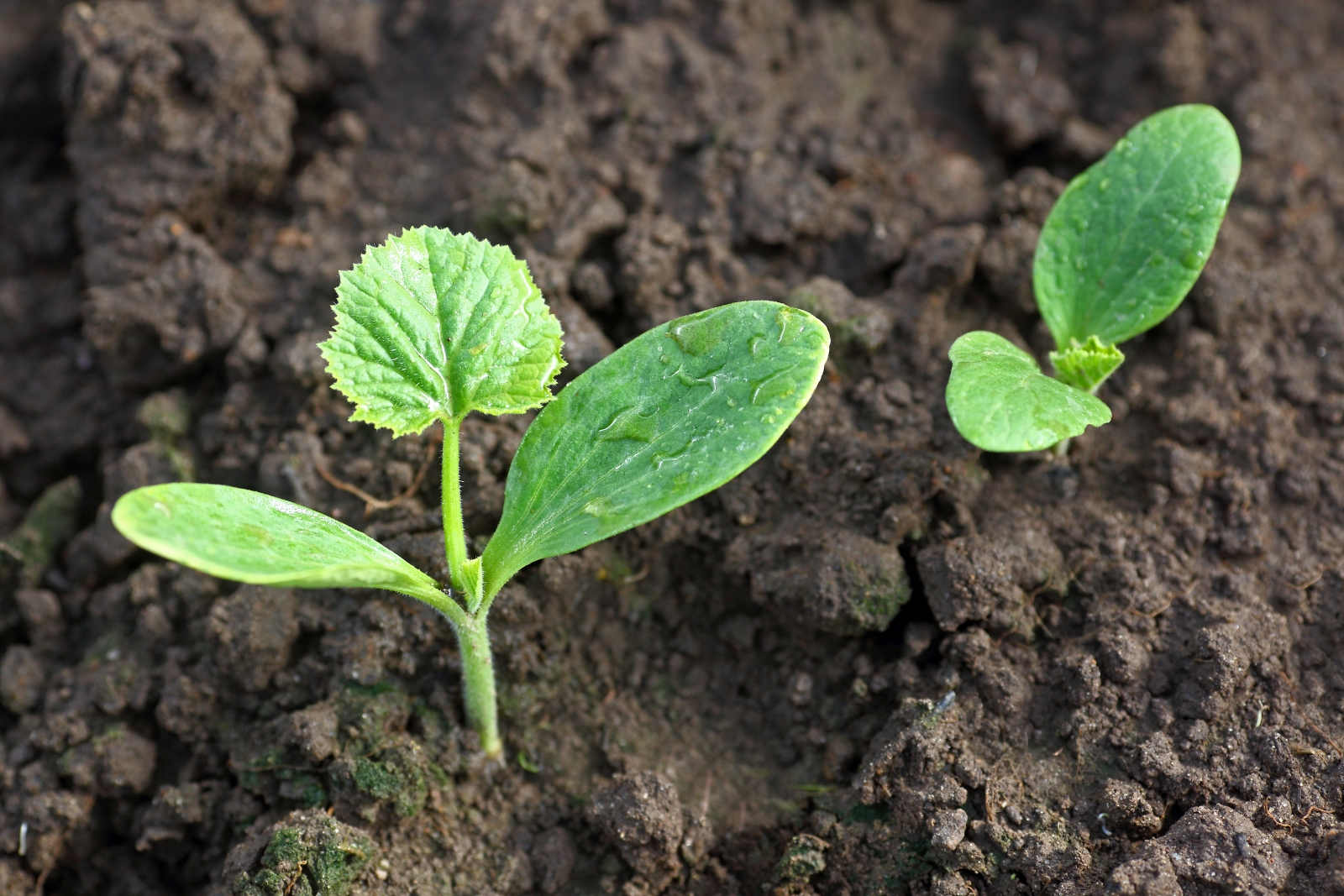 Seedling Identification Guide